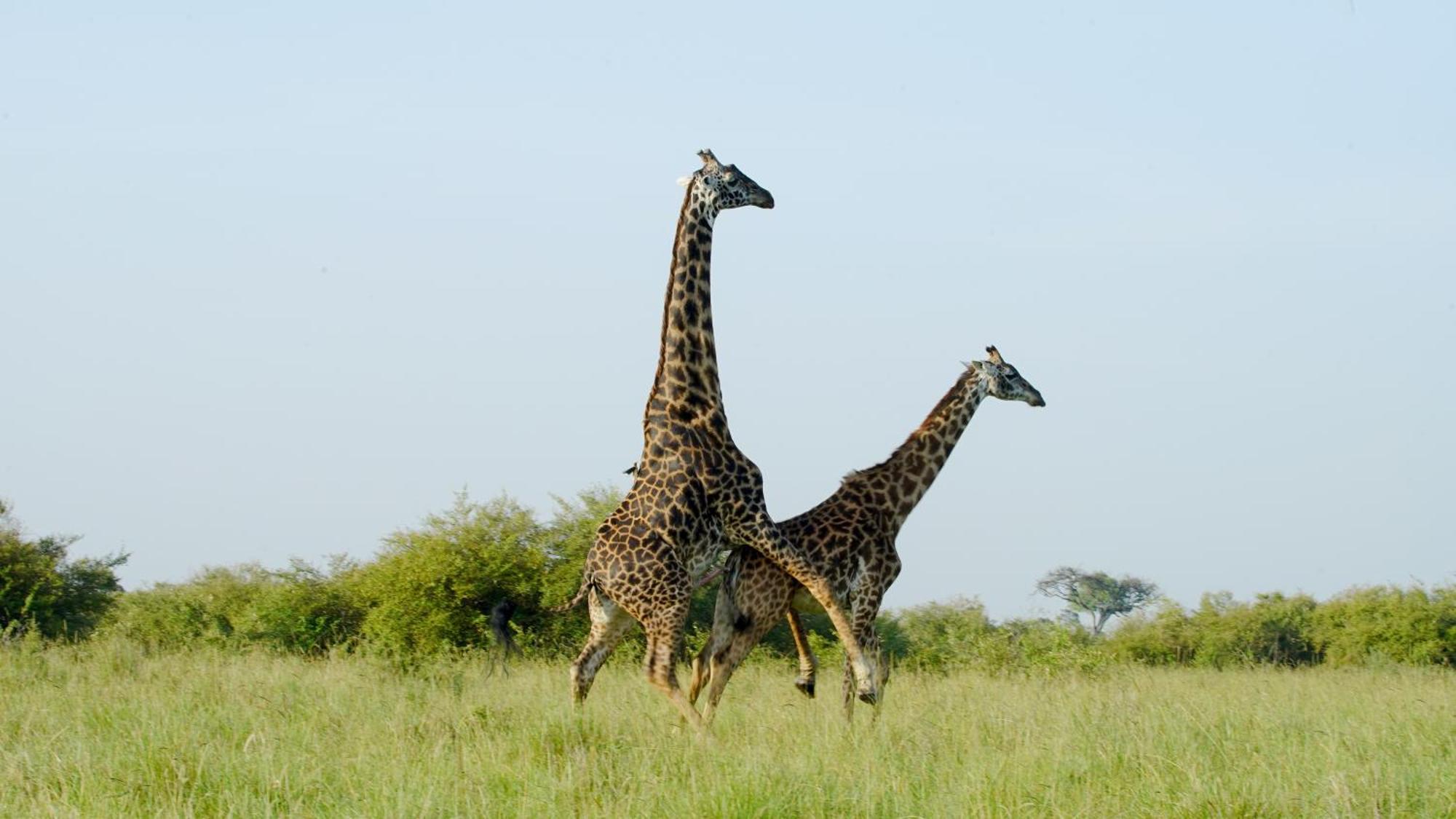 Mara Elatia Camp Villa Maasai Mara Buitenkant foto