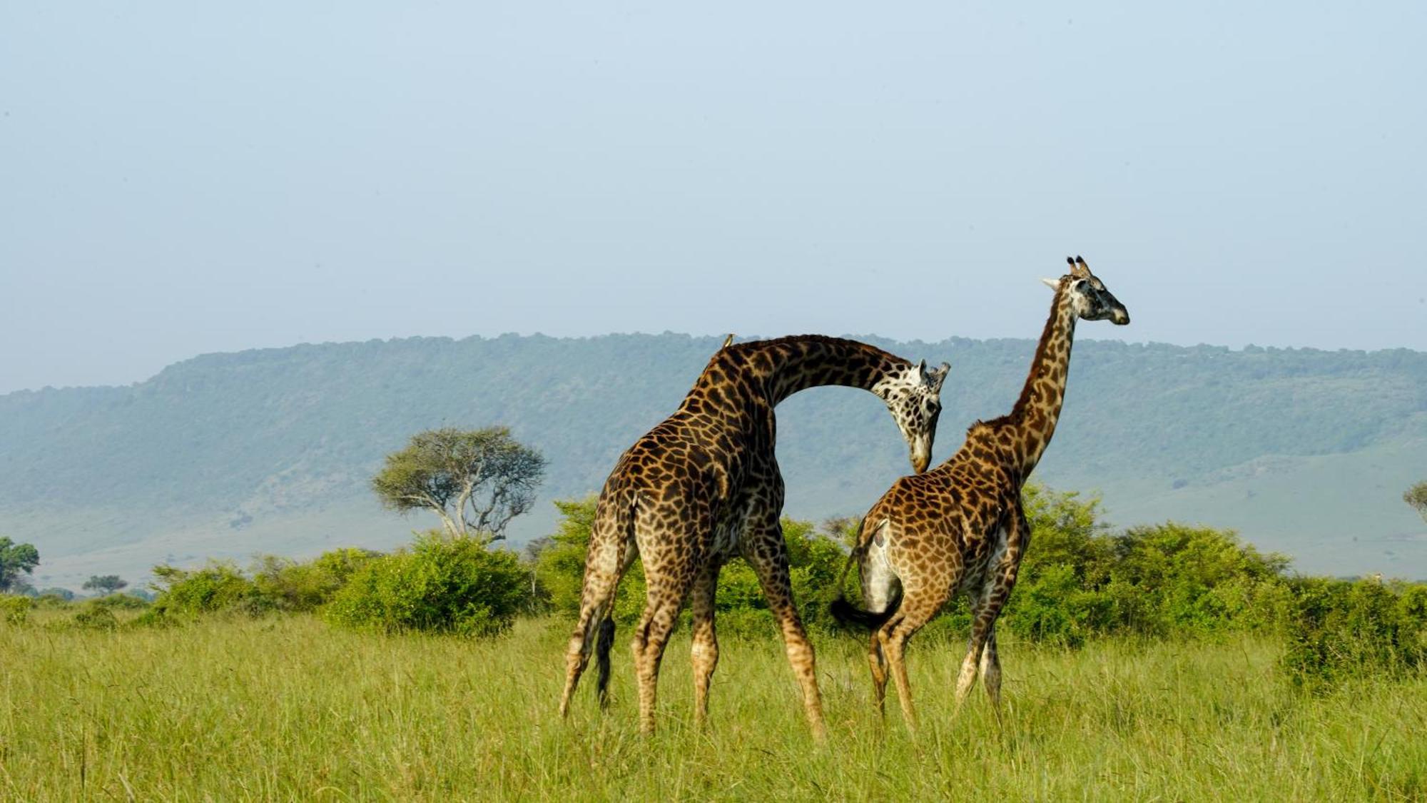 Mara Elatia Camp Villa Maasai Mara Buitenkant foto