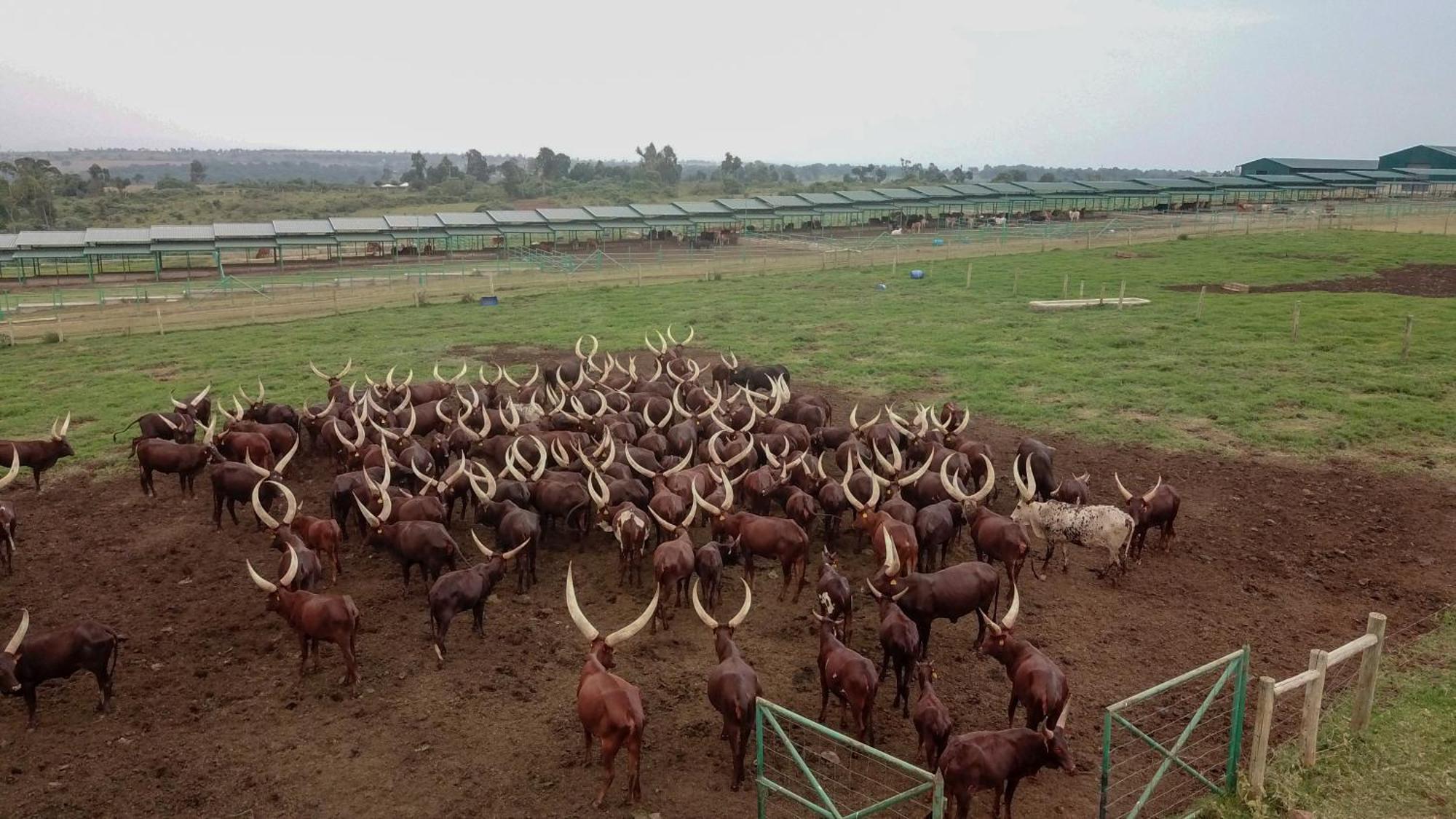 Mara Elatia Camp Villa Maasai Mara Buitenkant foto