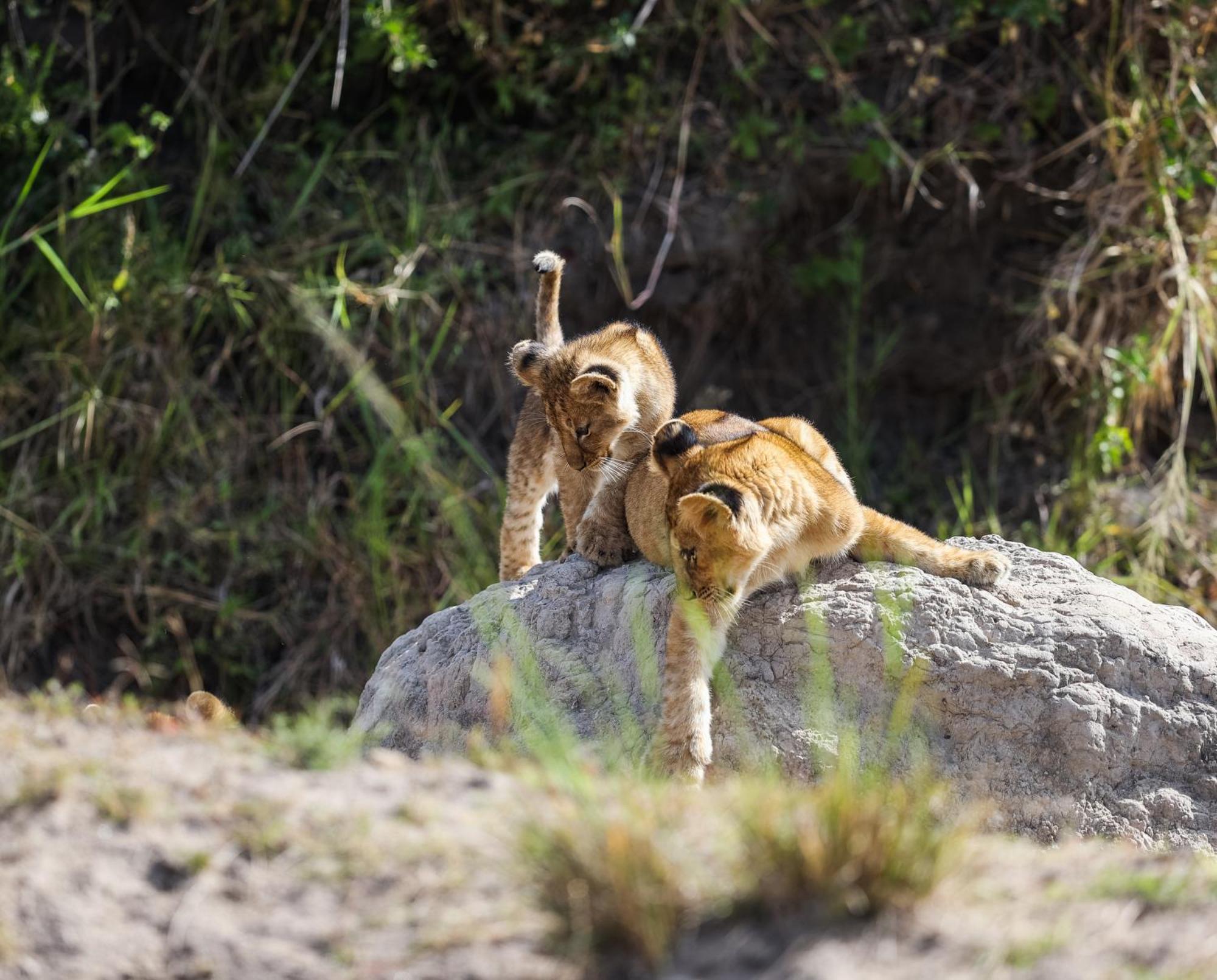 Mara Elatia Camp Villa Maasai Mara Buitenkant foto