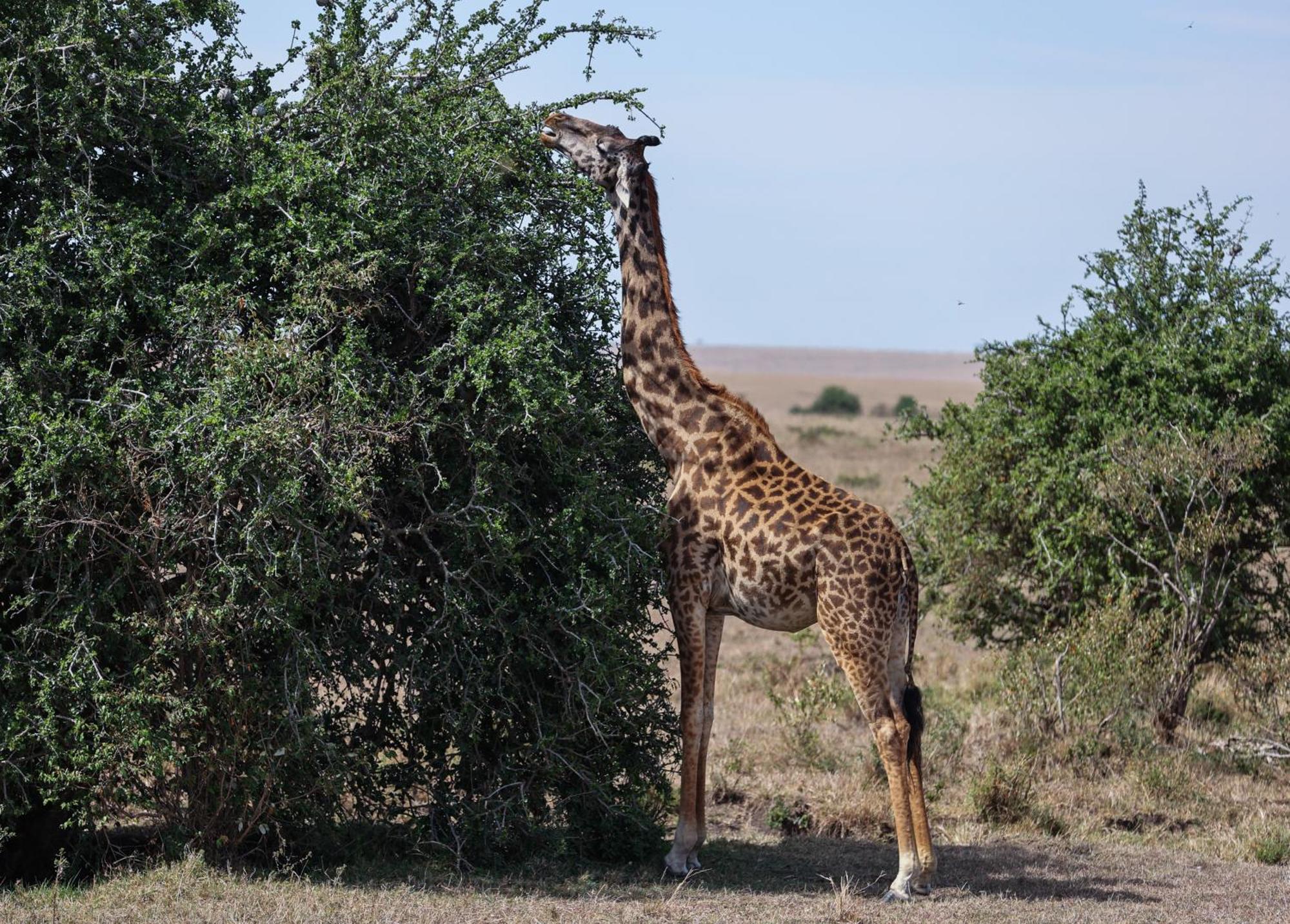 Mara Elatia Camp Villa Maasai Mara Buitenkant foto